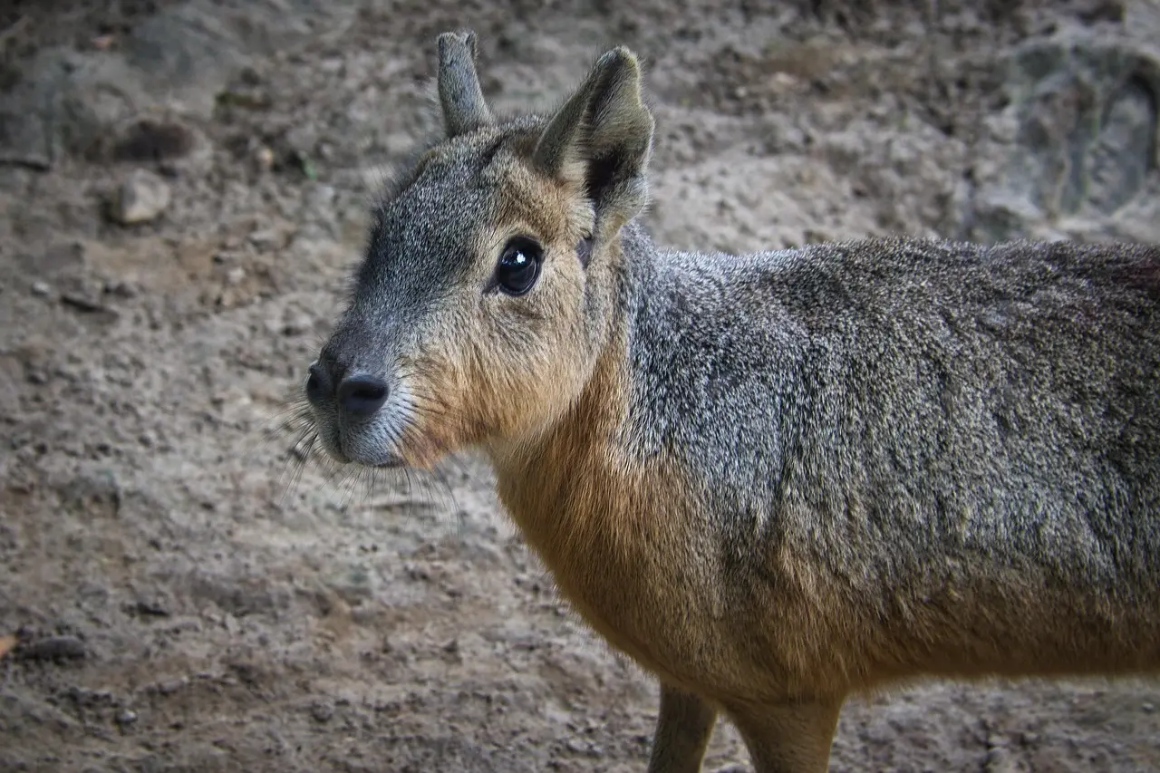 Sådan planlægger du en safari i Masai Mara i juli