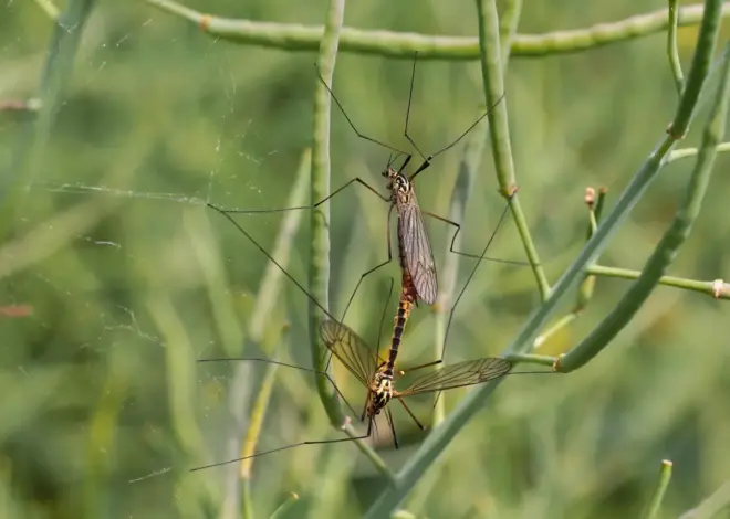 Er myg et problem i Lapland om sommeren?