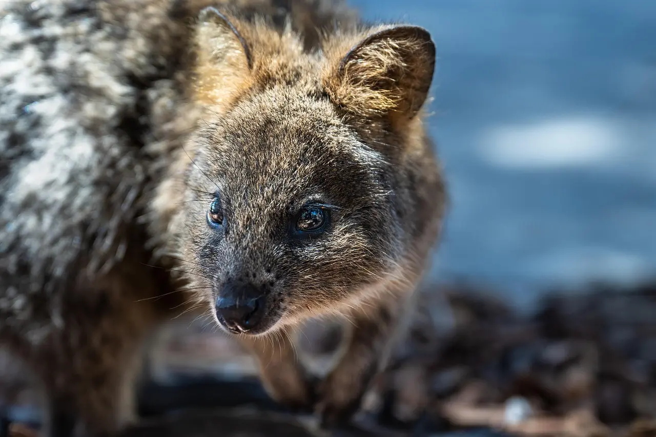 Hvor kan du se quokkaer på Rottnest Island?