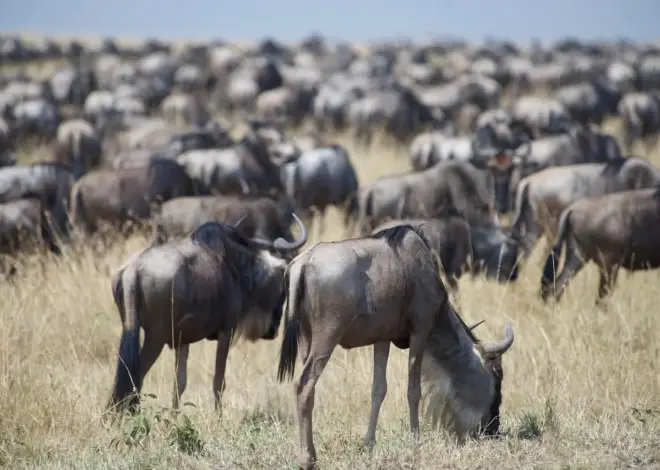 Hvordan kombinerer du en strandferie på Zanzibar med en safari for at se Den store migration