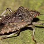 Hvordan tjekker du hotelværelset for væggelus?