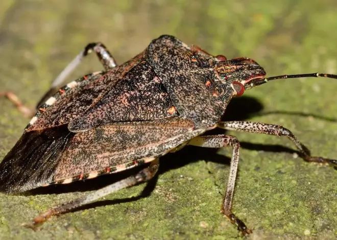 Hvordan tjekker du hotelværelset for væggelus?