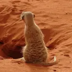 Kan du krydse grænser i det sydlige Afrika med lejebil?