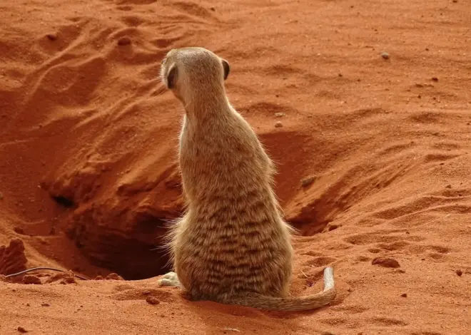 Kan du krydse grænser i det sydlige Afrika med lejebil?