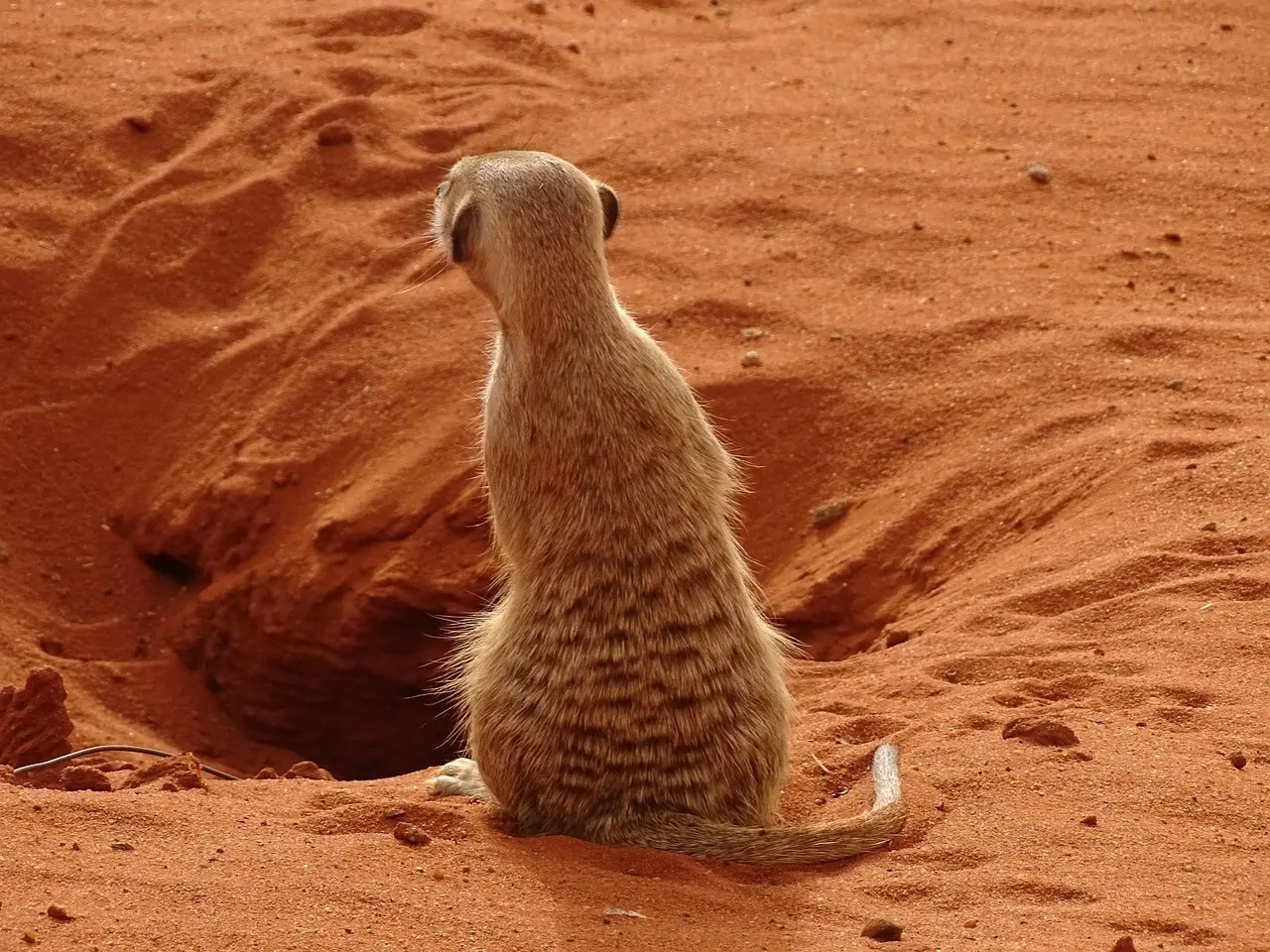 Kan du krydse grænser i det sydlige Afrika med lejebil?
