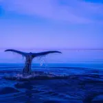 Kan du svømme med pukkelhvaler i Tonga - og hvornår er sæsonen?