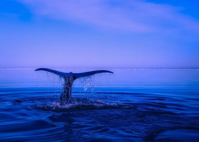 Kan du svømme med pukkelhvaler i Tonga – og hvornår er sæsonen?