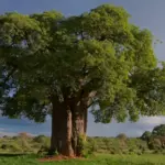 Kræver Madagaskars Baobab-allé en firehjulstrækker i regntiden?