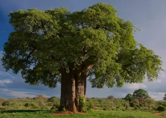 Kræver Madagaskars Baobab-allé en firehjulstrækker i regntiden?
