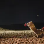 Sådan køber du et Nol-kort til Dubais metro