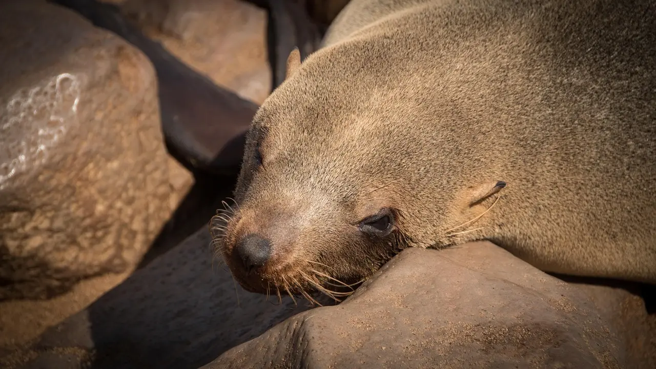 Sådan kører du selv langs Namibias Skeleton Coast