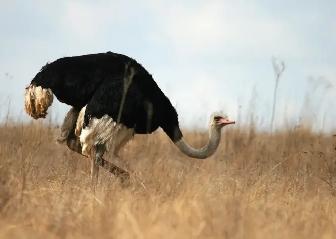 Sådan reserverer du campingpladser i Moremi Game Reserve online