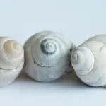 Skal danskere udfylde I-94 ved indrejse til USA fra Mexico?