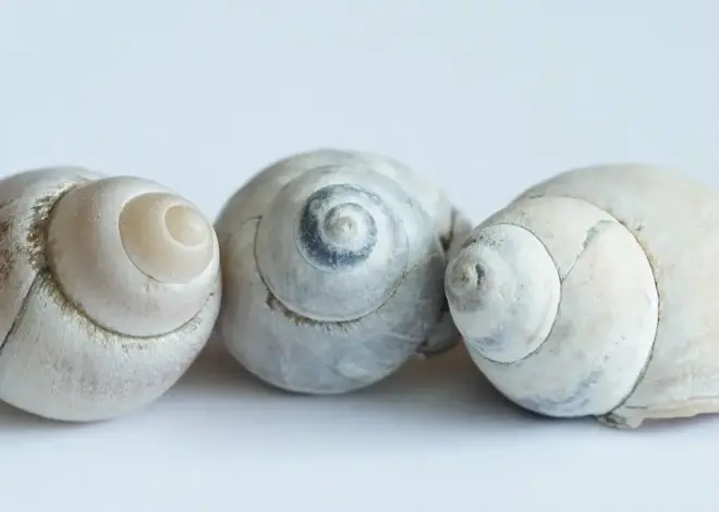 Skal danskere udfylde I-94 ved indrejse til USA fra Mexico?